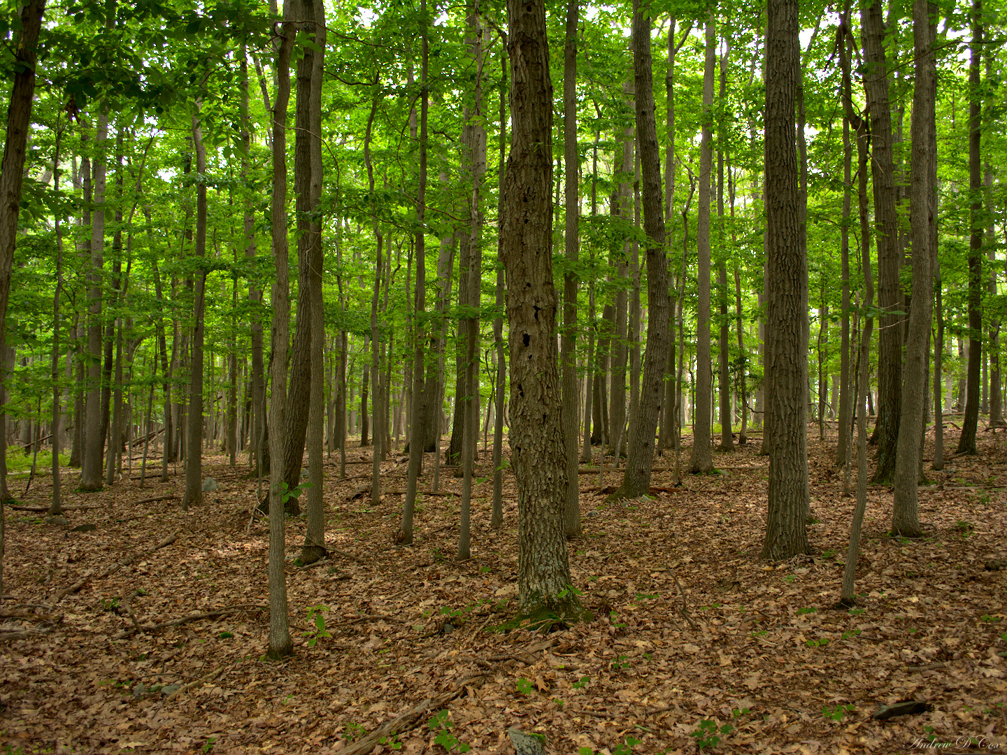 Catoctin Mountain Park Backcountry Sights