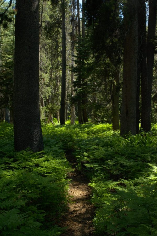 green forest yosemite hiking backpacking