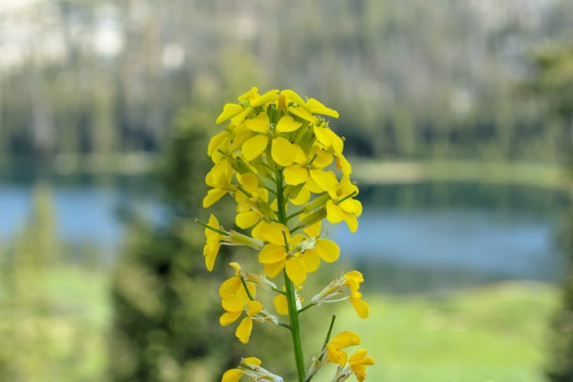 yosemite flower