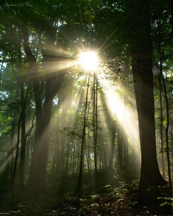 indiana adventure hiking trail forest rays