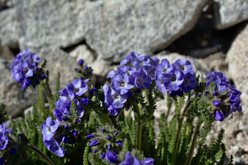sierra nevada mountains wilderness mt. whitney altitude flower