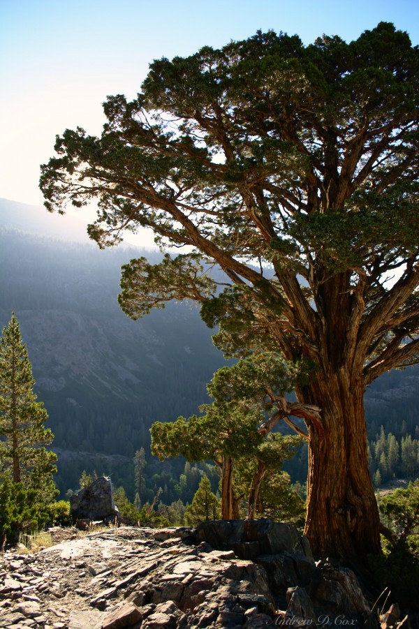 ansel adams wilderness tree