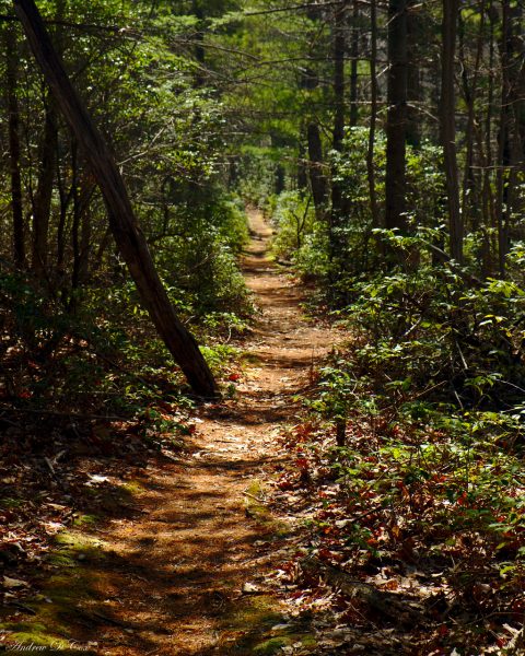 Woodland Trail in Shenandoah National Park