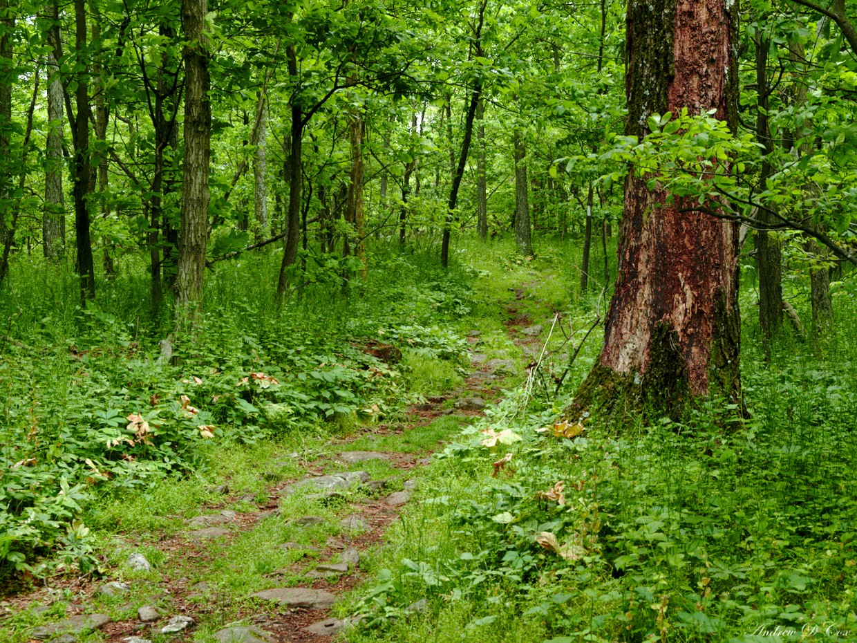 appalachian trail forest green