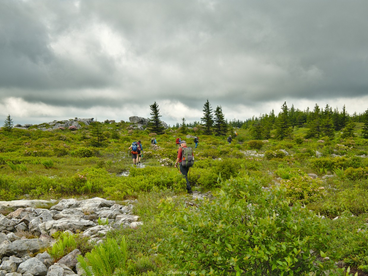 dolly sods wilderness trail