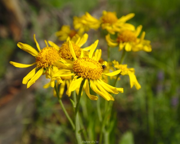 alpine sunflower sierra nevada flower