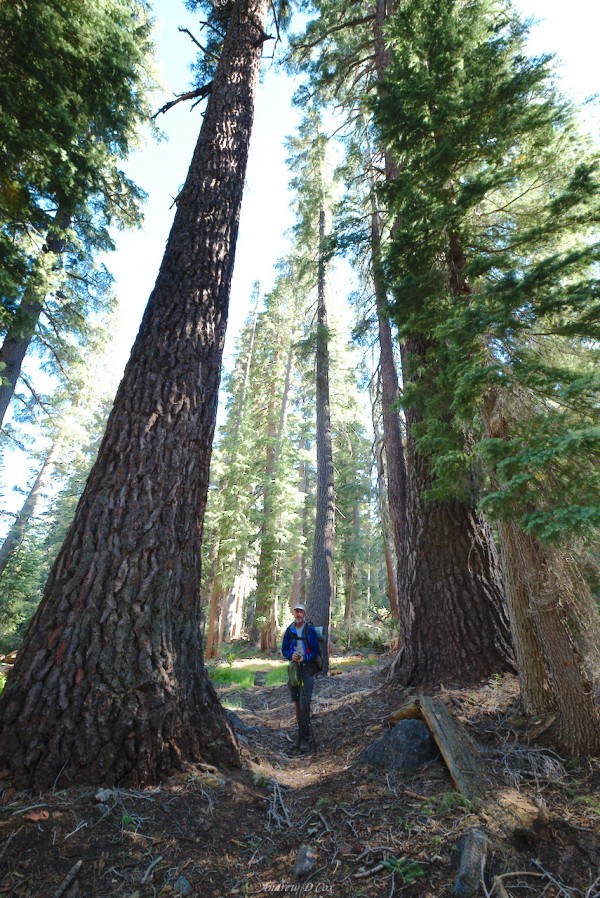 giant jeffrey pines