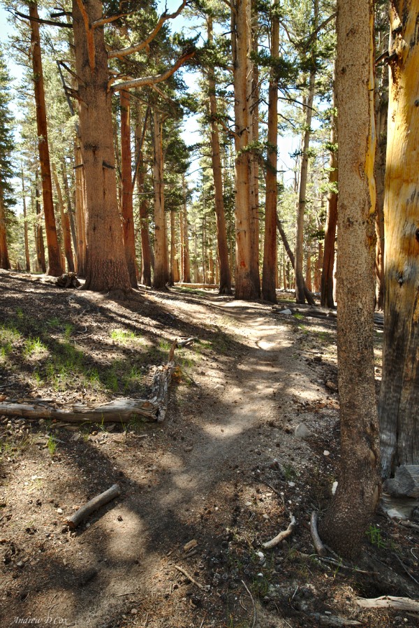 john muir trail pine forest