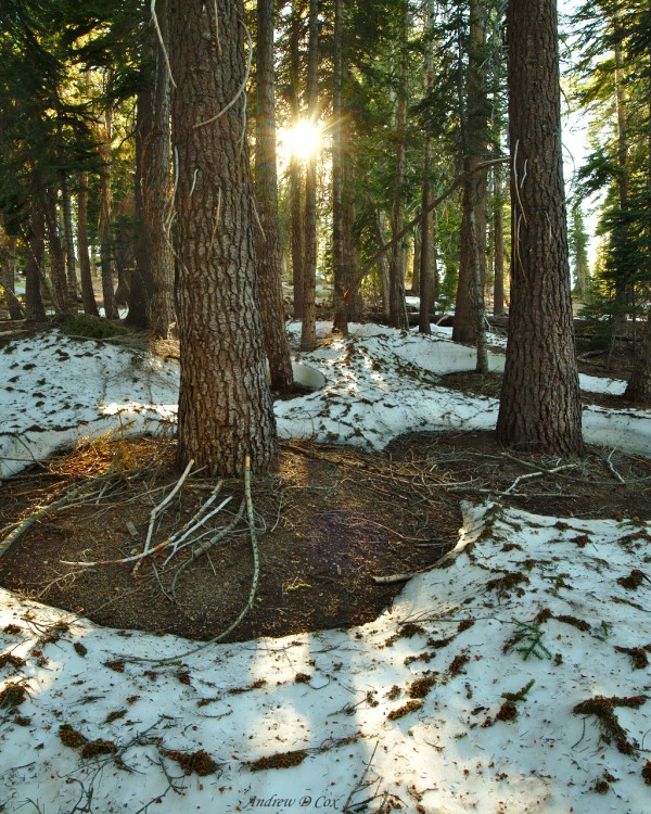 forest snow inyo