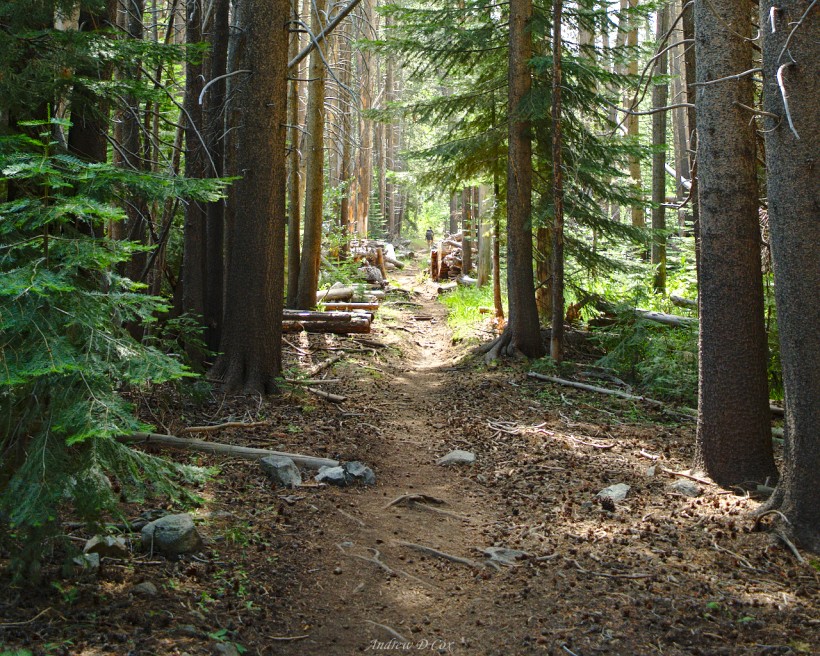 john muir trail woodland forest