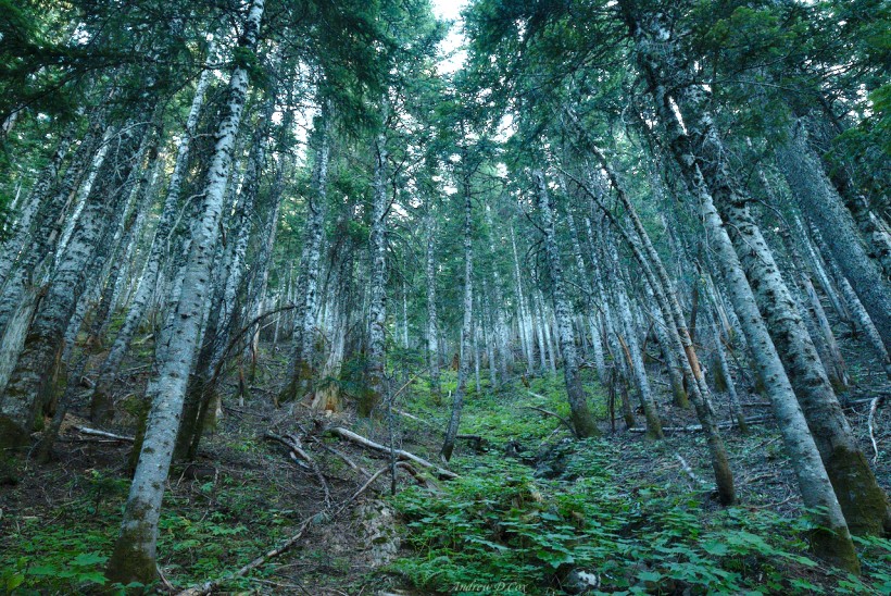 mark o hatfield wilderness forest woods