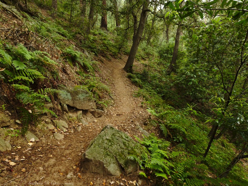 mount wilson trail green forest