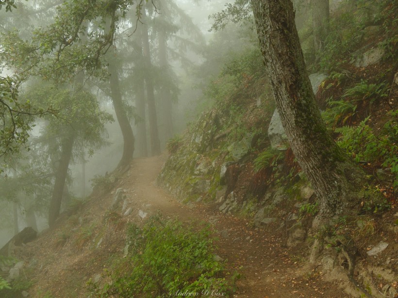 mount wilson mist fog trail