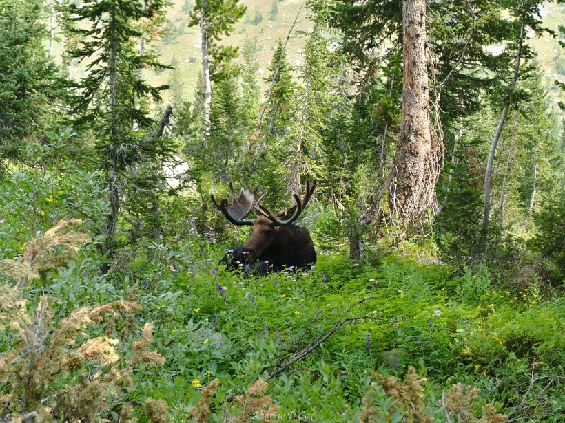 teton mountains bull moose