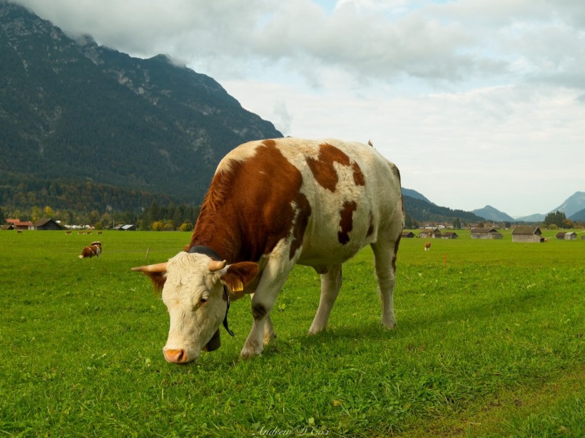 garmisch partenkirchen cow