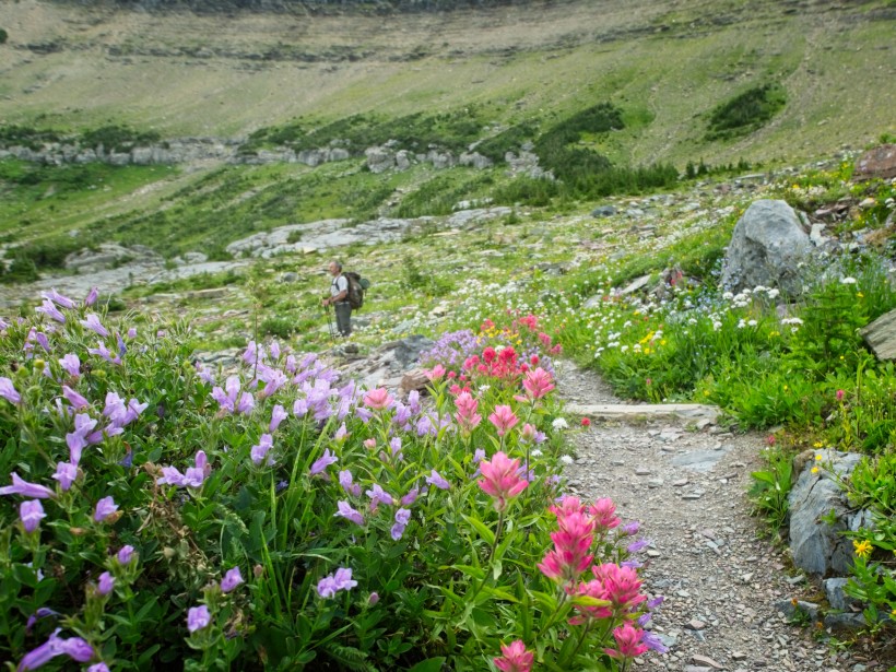 glacier national park wildflowers