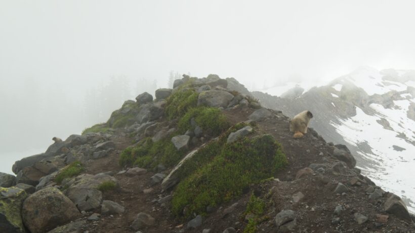 mount baker railhroad grade