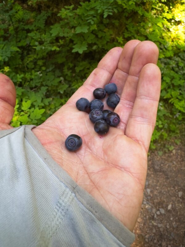 huckleberries