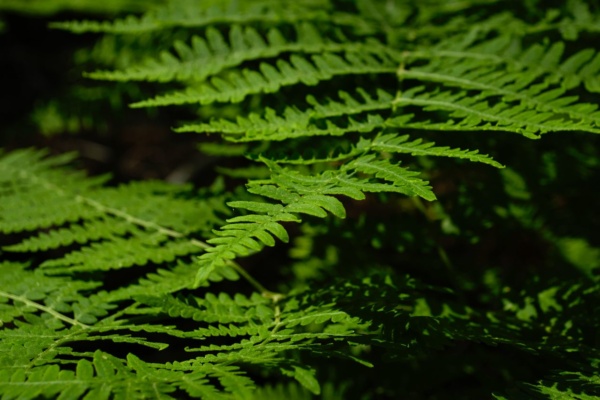 Lots and lots of ferns! fern