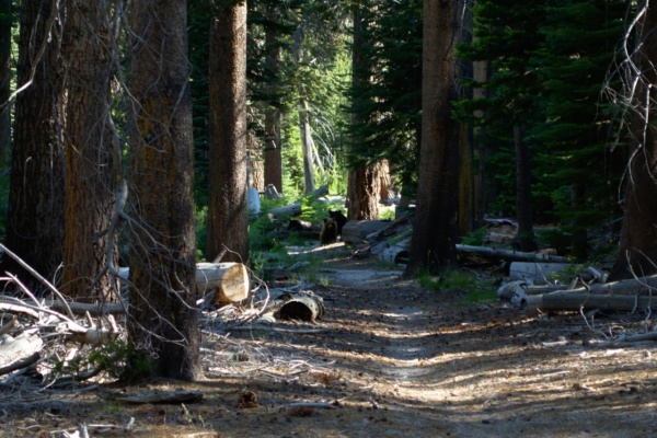 Two bears are walking up the trail towards me! yosemite backcountry wilderness bears