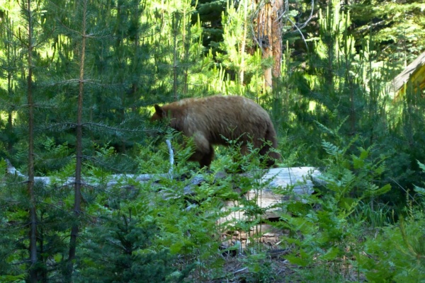 After looking at me, this bear continues on its way. yosemite backcountry wilderness black bear