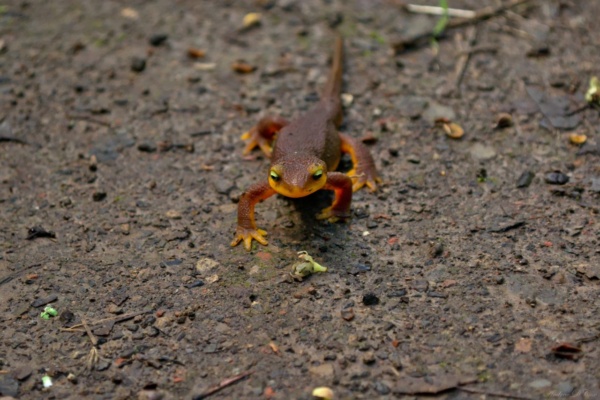 I nearly stepped on several of these lizards on the trail lizard sugarloaf mountain trail skyline wilderness