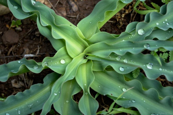 The only traces of the earlier rainstorm rain plant