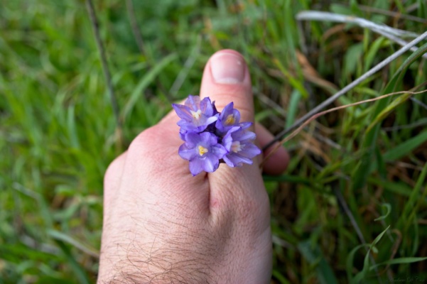 Some small flowers growing on the side of the trail; I steadied them with my hand because it was incredibly windy flower sugarloaf mountain trail Skyline Wilderness Area