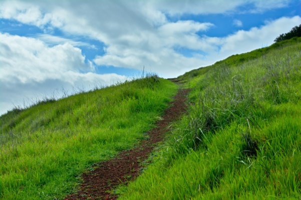 The trail continues upwards through the grass Thatcher's Ridge Sugarloaf Mountain trail Skyline Wilderness Area