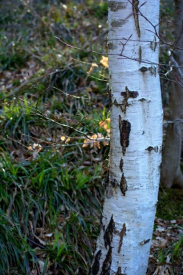 Aspen Trees! aspen hiking germany