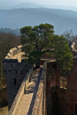 The infamous tree at Auerbach Schloß Auerbach Schloß tree
