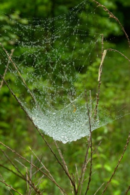 Rain drops collected on a "spider matrix;" we encountered many, many similarly adorned spidery creations. rain spider web indiana adventure hiking trail