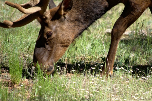 A fearless elk grazes near my campsite elk wildlife