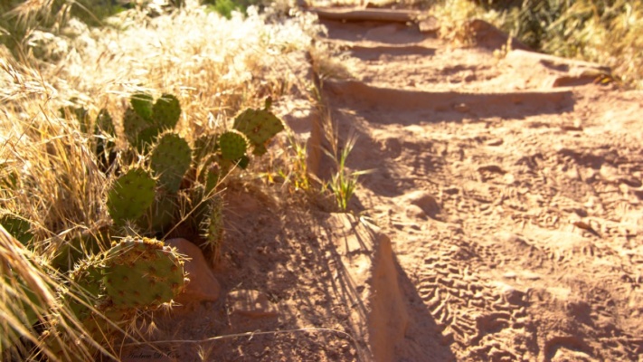 There was no shortage of prickly pear cacti! grand canyon national park trail cacti