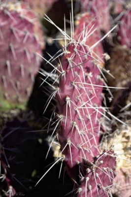 A ripe prickly pear cactus grand canyon national park cactus