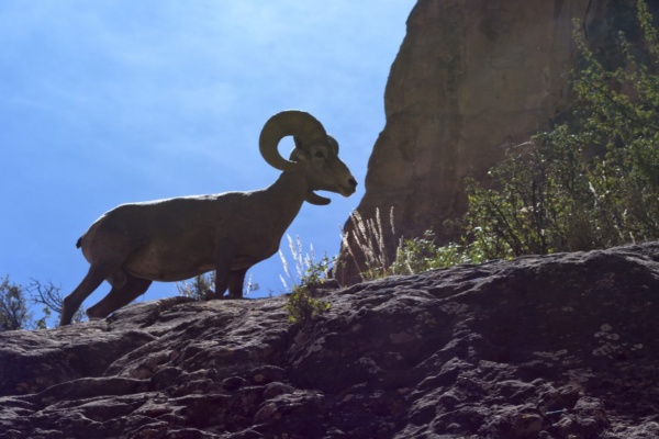A mountain goat! Or mountain sheep? grand canyon national park goat sheep wildlife