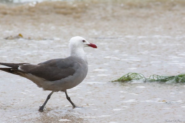 A seagull warily watches me take his picture crystal cove beach seagull