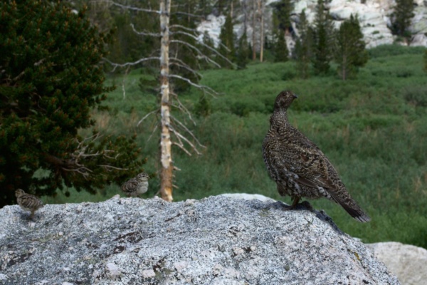 A mother Ptarmigan and her babies, right near the trail! sierra nevada mountains mt. whitney ptarmigan wildlife
