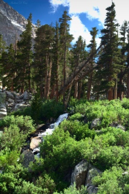 A lovely stand of pine trees overlook a cascading creek sierra nevada mountains wilderness mt. whitney
