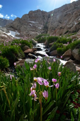 Beautiful flowers in the high Sierras sierra nevada mountains wilderness mt. whitney flowers