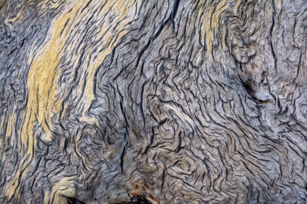 Starry Night, in bark bark tree van gogh stary night
