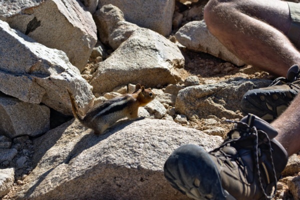 A fearless chipmunk begs for snacks chipmunk san gorgonio summit
