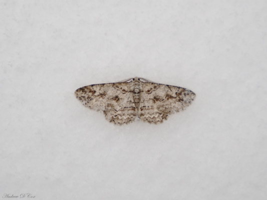 A perfectly little moth on top of the snow moth macro photography