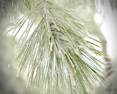 The trees at higher altitudes were coated in frost Frosted trees in Shenandoah National Park