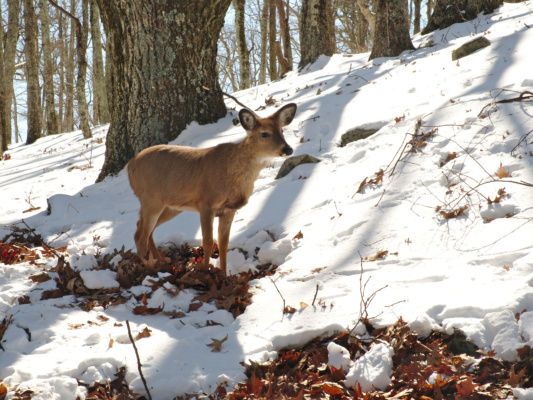 He isn't even shy! deer shenandoah national park