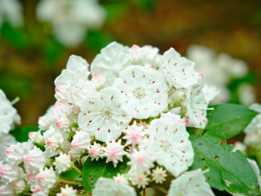 These little flowers were one of several species blooming and wafting sweet scents over the trail. appalachian trail flower blossom