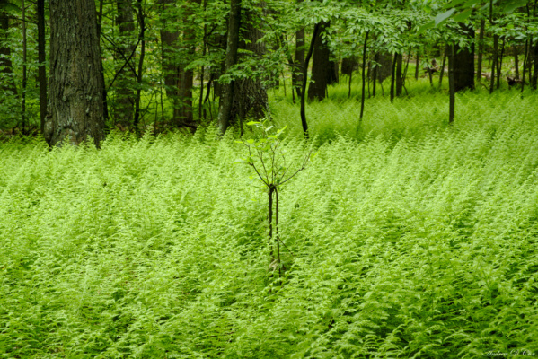 Several stretches of trail are lined with a thick carpet of ferns. fern appalachian trail
