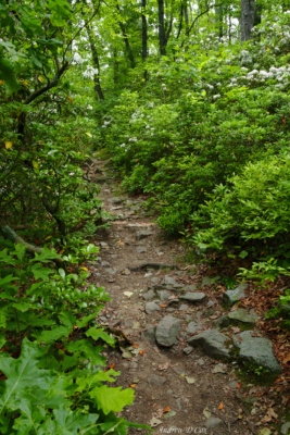 The Appalachian Trail winds through blooming Mountain Laurel mountain laurel appalachian trail