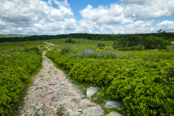 A sight I didn't see two nights ago when we arrived in the dark! dolly sods wilderness bear rock trail