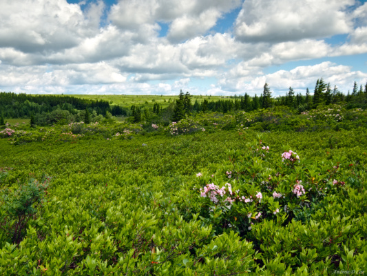 Heath and pines as far as the eye can see! dolly sods wilderness high country